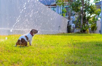 5 Best Misting Cooling Systems for Dogs Top best misting cooling systems for dogs