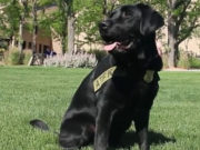 Labrador Retriever Trained by Inmates Now Sniffs Out Arson Fires Dog Trained by Inmates Now Sniffs Out Arson Fires