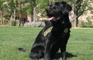 Labrador Retriever Trained by Inmates Now Sniffs Out Arson Fires Dog Trained by Inmates Now Sniffs Out Arson Fires