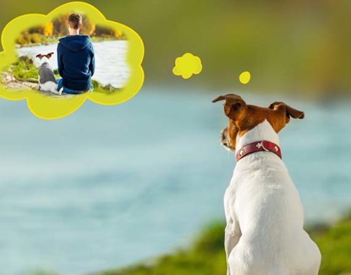Studies Show That Dogs Remember Things You’ve Done Dogs Remember Things Youve Done