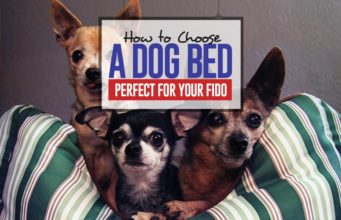 How to Choose the Perfect Dog Bed Guide on How to Choose a Dog Bed Perfect for Your Fido