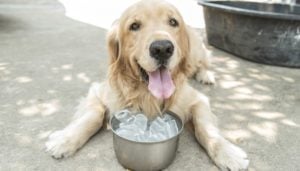 24 Ways to Prevent Heatstroke in Dogs This Summer