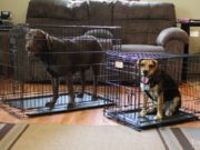 How to Stop a Dog From Pooping in a Crate best dog crate