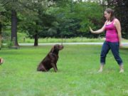 How to Train A Dog to Stay: A Quick Video Guide How To Train A Dog To Stay