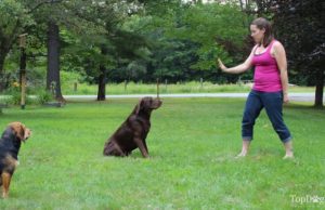 How to Train A Dog to Stay: A Quick Video Guide How To Train A Dog To Stay