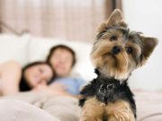 Marriage Problems? A Puppy or Just Cute Puppy Pics Will Help Marriage Problems A Puppy or Just Cute Puppy Pics Will Solve It