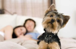 Marriage Problems? A Puppy or Just Cute Puppy Pics Will Help Marriage Problems A Puppy or Just Cute Puppy Pics Will Solve It