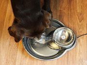 How to Make a Dog Drink Water: Easy to Follow Steps! how to make a dog drink water