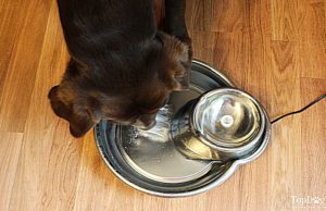 How to Make a Dog Drink Water: Easy to Follow Steps! how to make a dog drink water
