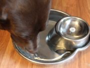 Review: Pioneer Pet Big Max Dog Drinking Fountain Pioneer Pet Big Max Dog Drinking Fountain Review