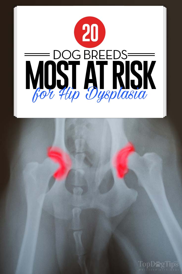 20 Dog Breeds Most at Risk for Hip Dysplasia (and what to do about it)