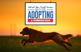 What You Must Know Before Adopting a Working Dog The Guide on Adopting a Working Dog