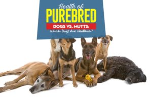 Health of Purebred Dogs vs. Mutts: Which Dogs Are Healthier? The Guide on Health of Purebred Dogs vs Mutts