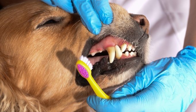 Dog Dental Care: The Ultimate Guide on How to Do It Right