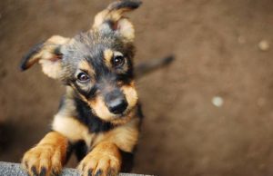 This Researcher is Increasing Dog Adoption Rates and Decreasing Euthanasia Rates This Researcher is Increasing Dog Adoption Rates and Decreasing Euthanasia Rates