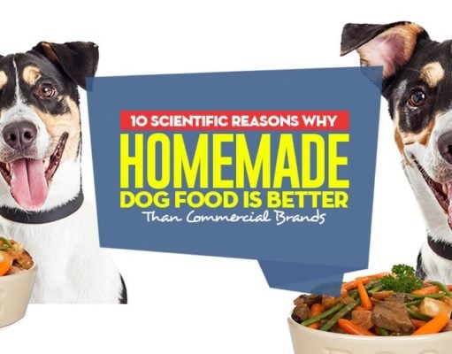 10 Scientific Reasons Homemade Dog Food is Better Than Commercial Foods Top 10 Scientific Reasons Homemade Dog Food is Better Than Commercial Foods