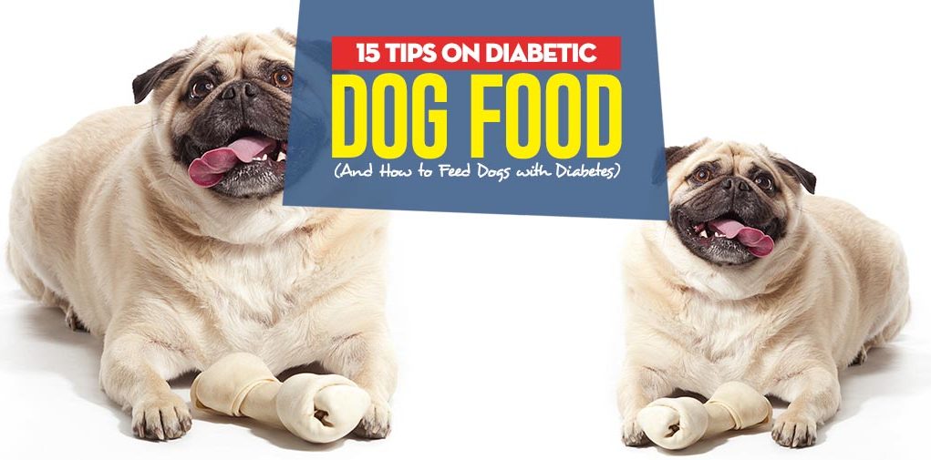 How To Feed A Diabetic Dog DiabetesWalls How To Feed A Diabetic Dog DiabetesWalls