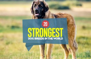 20 Strongest Dog Breeds In the World Top 20 Strongest Dog Breeds In the World