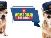 35 Worst Guard Dog Breeds For Being Too Friendly Top 35 Worst Guard Dog Breeds