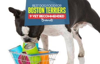 Best Dog Food for Boston Terriers: 9 Vet-Recommended Brands Top Best Dog Food for Boston Terriers