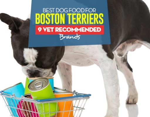 Best Dog Food for Boston Terriers: 9 Vet-Recommended Brands Top Best Dog Food for Boston Terriers