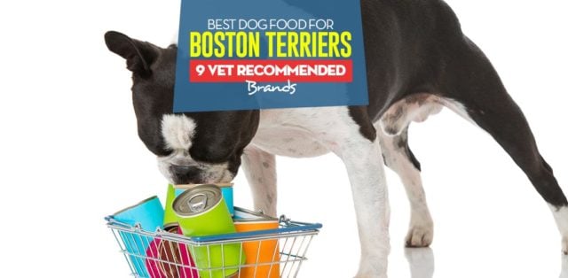 Best dry food for best sale boston terriers