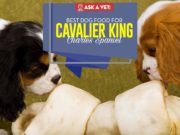 Best Dog Food for Cavalier King Charles Spaniel: 8 Vet Recommended Brands Top Best Dog Food for Cavalier King Charles Spaniel