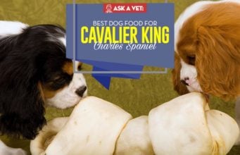 Best Dog Food for Cavalier King Charles Spaniel: 8 Vet Recommended Brands Top Best Dog Food for Cavalier King Charles Spaniel