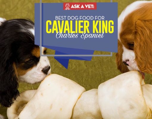 Best Dog Food for Cavalier King Charles Spaniel: 8 Vet Recommended Brands Top Best Dog Food for Cavalier King Charles Spaniel