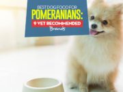 Best Dog Food for Pomeranians: 8 Vet-Recommended Brands Top Best Dog Food for Pomeranians
