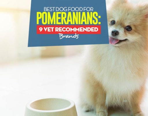 Best Dog Food for Pomeranians: 8 Vet-Recommended Brands Top Best Dog Food for Pomeranians