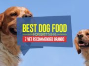 Best Dog Food for Brittany: 7 Vet Recommended Brands Top Best Dog Foods for Brittany