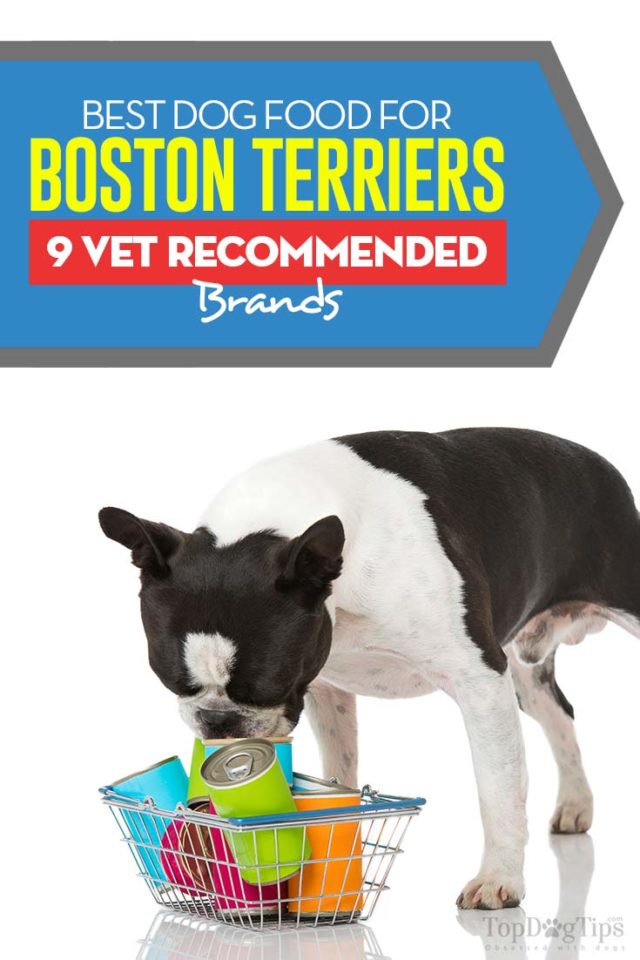 Best Dog Food for Boston Terriers 9 Brands