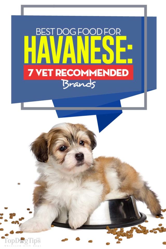 Best Dog Food for Havanese Top 8 Vet Brands