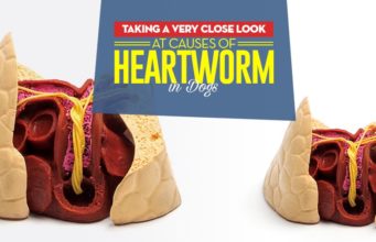 Taking a Very Close Look at Causes of Heartworm in Dogs What Are the Causes of Heartworm in Dogs