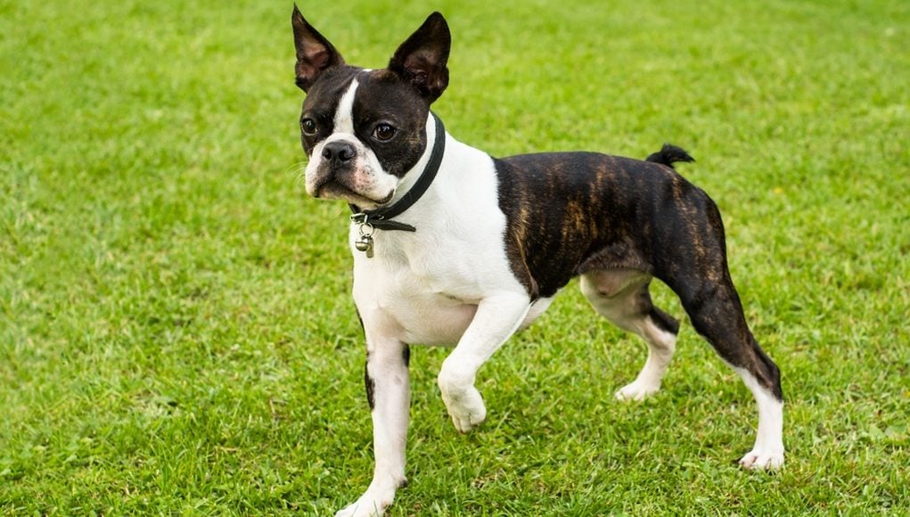 Best Dog Food for Boston Terriers: 9 Vet Recommended Brands