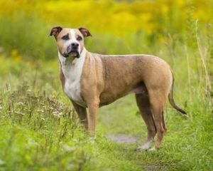 American Pit Bull Terrier