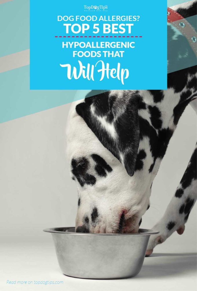 Image showcasing 5 Best Hypoallergenic Dog Food Brands (Vet's Buyer's Guide)