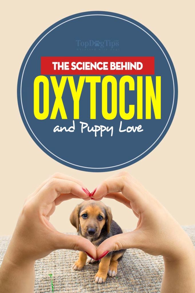 The Science Behind Oxytocin and Puppy Love