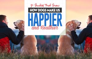 Studies That Show How Dogs Make Us Happier and Healthier All the Studies That Show How Dogs Make Us Happier and Healthier