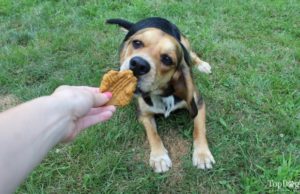 Recipe: Apple and Carrot Limited Ingredient Dog Treats Apple and Carrot Limited Ingredient Dog Treats