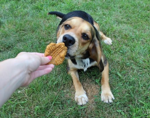 Recipe: Apple and Carrot Limited Ingredient Dog Treats Apple and Carrot Limited Ingredient Dog Treats