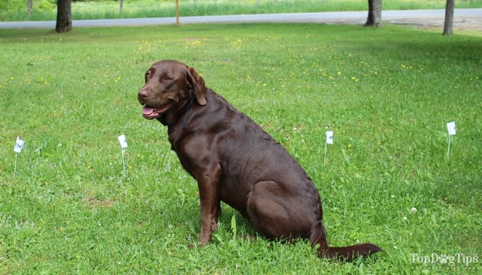 Guide To The Best Wireless Dog Fence And In Ground Fence Mel S Garden