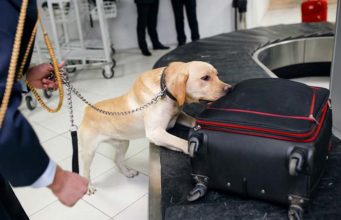 Bomb-Sniffing Dogs Just Became Even Better Through Vapor Analysis Bomb-Sniffing Dogs Just Became Even Better Through Vapor Analysis
