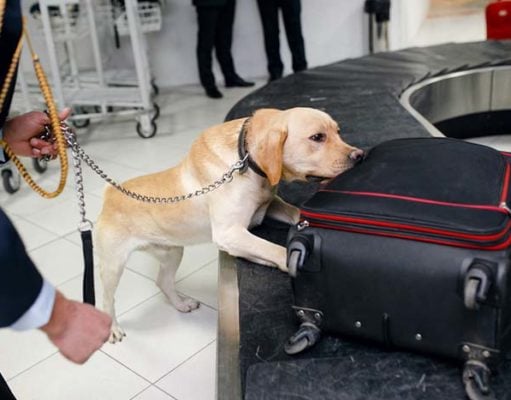 Bomb-Sniffing Dogs Just Became Even Better Through Vapor Analysis Bomb-Sniffing Dogs Just Became Even Better Through Vapor Analysis