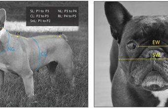Why It’s Difficult to “Breed Out” Breathing Disorders in Pugs, Bulldogs Demonstration of the soft tape measurements