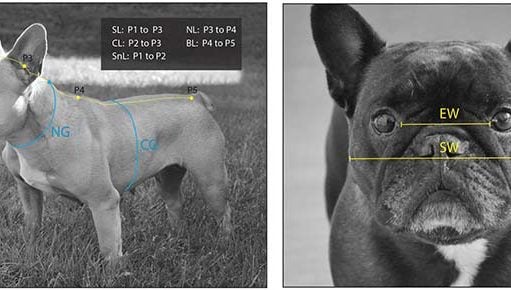 Why It’s Difficult to “Breed Out” Breathing Disorders in Pugs, Bulldogs Demonstration of the soft tape measurements