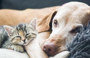 Dog Owners vs Cat Owners: Study Reveals Who’s Willing to Spend More to Save Their Pet’s Life Dog Owners vs Cat Owners - Study Reveals Who's Willing to Spend More to Save Their Pet's Life
