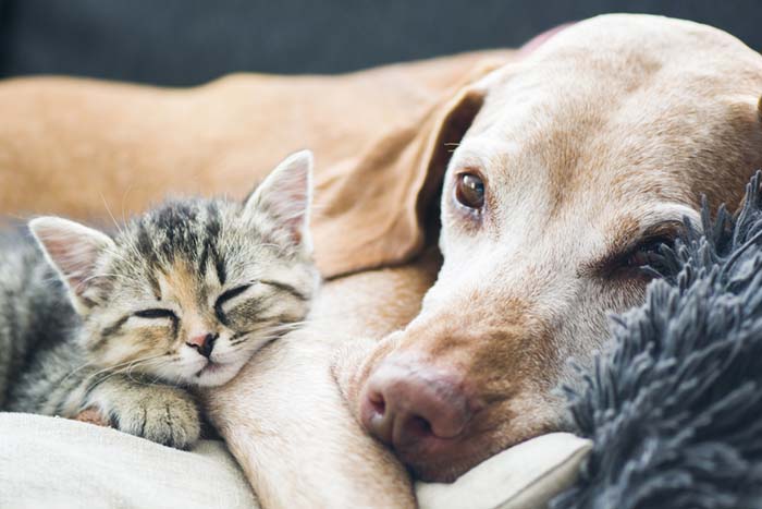 Dog Owners Vs Cat Owners Study Reveals Who s Willing To Spend More To 