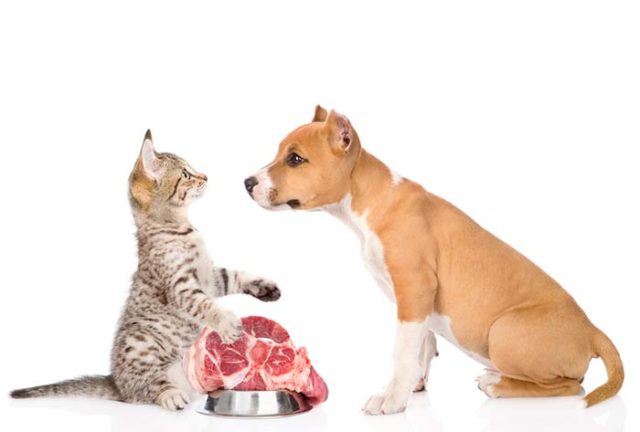 Dogs' Environmental Impact of Meat Consumption and What We Can Do – Top ...